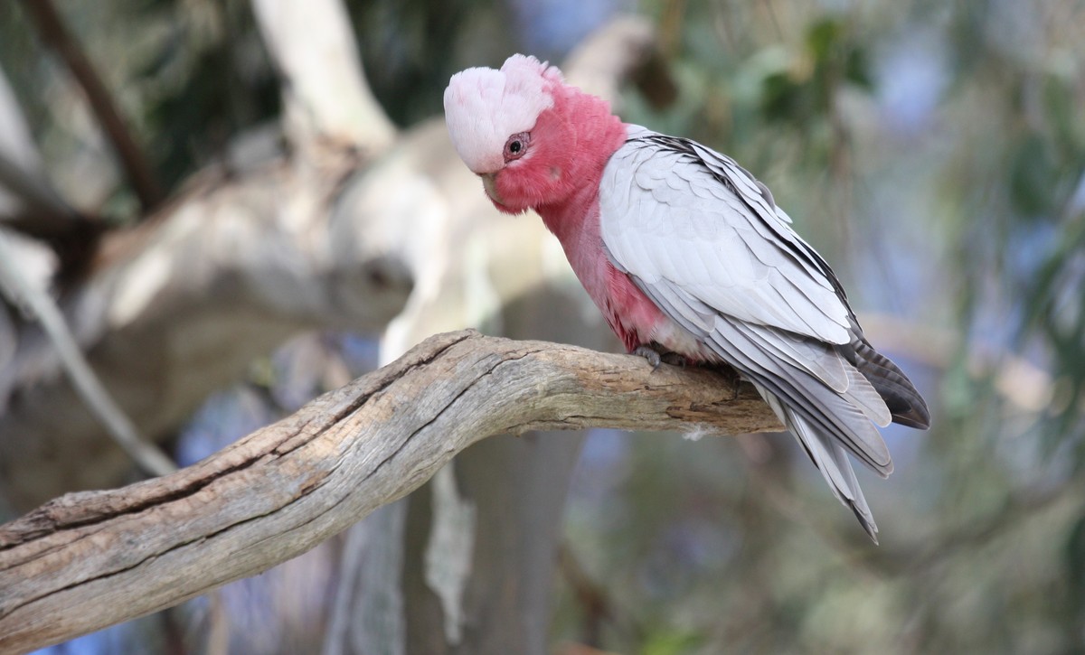 Kakadu ružový - Eolophus  roseicapillus